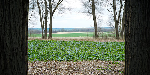 Obraz premium A view through trees reveals a verdant field and distant woods under a soft overcast sky.