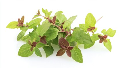 Obraz premium Basil, has a distinctive fragrance, has small leaves, is widely used for side dishes and can also be used to spice up fish, chicken and so on, along with other spices.
