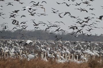 seagulls on the beach