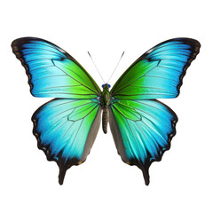 blue green beautiful butterfly isolated on white or transparent png