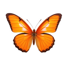 Obraz premium orange beautiful butterfly isolated on white or transparent png