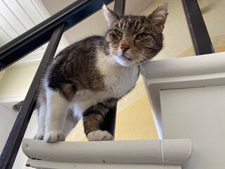 Kater