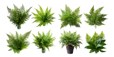 Diverse Collection of Lush Green Ferns in Various Settings