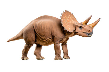 Fototapeta premium Dino triceratops isolated on white background
