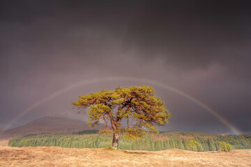 As the vibrant rainbow forms an arch over the majestic Scots pine, the direct sunlight illuminates the tree, creating a captivating and ethereal scene. The lush green grass and the vast open landscape