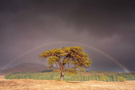 As the vibrant rainbow forms an arch over the majestic Scots pine, the direct sunlight illuminates the tree, creating a captivating and ethereal scene. The lush green grass and the vast open landscape