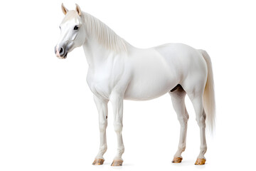 Obraz premium White horse isolated on white background