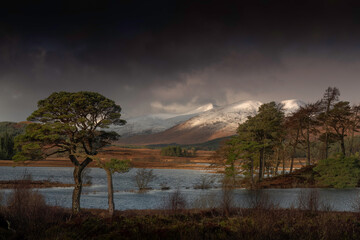 The Scottish Highlands Landscape captures the raw, untamed beauty of Scotland's mountainous terrain, with a solitary Scots pine standing proudly against the backdrop of majestic mountains and a serene
