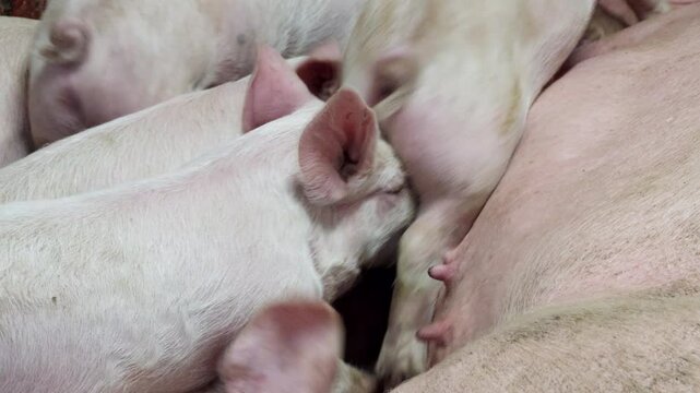 Piglets Sucking Milk On Its Mother Teets In The Pigpen. - closeup shot