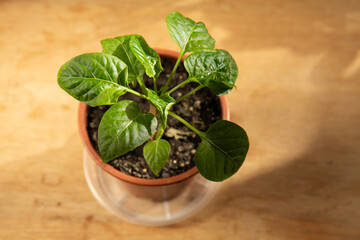 Young pepper plant