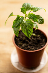 Young pepper plant