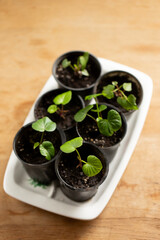 Small sweet potato seedlings in pots on a wooden table, top view