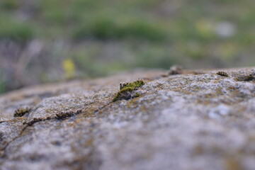 Macro Texture of Asphalt – Rough Urban Surface Close-Up