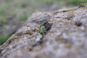 Macro Texture of Asphalt – Rough Urban Surface Close-Up