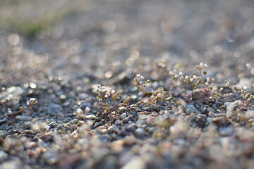 Macro Texture of Asphalt – Rough Urban Surface Close-Up