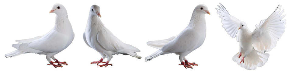 Obraz premium Four White Doves