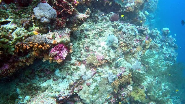 Moorish idols, redfin hogfish, redmouth grouper and bluefin trevally swim on a coral reef.