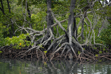 No People,Nature,Tree,Forest,Tropical Climate,Plant,Environment,Root,Mangrove Tree,Mangrove Forest,Branch - Plant Part,Travel,Ecosystem,Leaf,Landscape - Scenery,Water,Backgrounds,Environmental Conserv