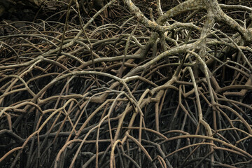Intricate root system of a coastal mangrove trees at the coast of Sumatra island