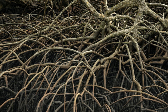 Intricate root system of a coastal mangrove trees at the coast of Sumatra island