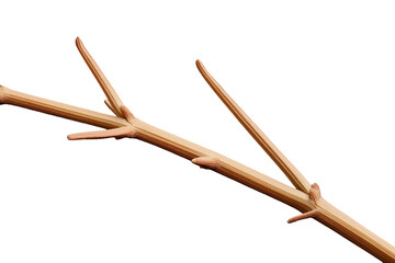 Wood tree branch isolated on transparent white background
