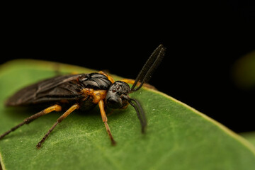 Tree Fly in Detail on Vibrant Green Leaf