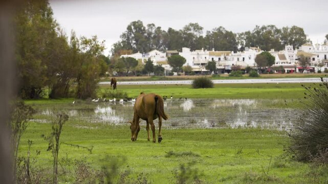 Wild horses in marshland near El Rocio township in Spain, static slow motion view