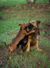 A picture of two puppies playing with a brown indian pomeranian
