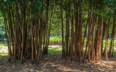 Obraz premium A dense bamboo forest with light filtering through the tall, green stalks