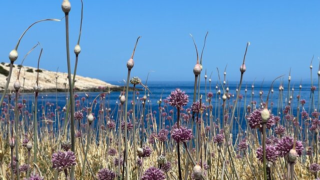 Allum am Strand Insel Vis