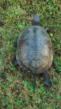 Turtle slowly moving through the green grass. A turtle running into the woods Vertical video