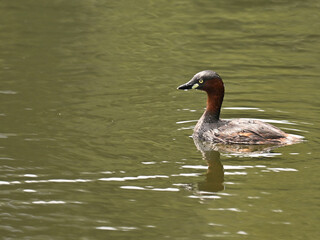 Little Grebe カイツブリ