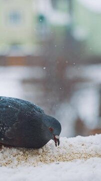 Pigeons feeding on seeds in winter. Birds on the streets of the city. Vertical video