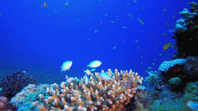 Underwater Beautiful Scene. Underwater tropical colourful soft-hard corals seascape. Underwater fish reef marine. Tropical colourful underwater seascape.