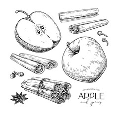 Apple and cinnamon vector drawing. Fruit and spices sketch. Whole and sliced apple, cinnamon sticks, cloves, star anise.