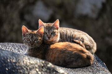 아기고양이 두마리 와이드샷