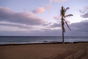 Lone palm by sea