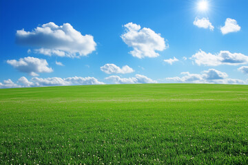 Obraz premium Green field with daisies sunny day 