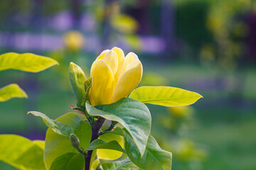 Blooming tree branch with Magnolia brooklynensis, Yellow Bird flower close up in park or garden on green background with copy space. Nature, floral, gardening, plant breeding. © katyamaximenko