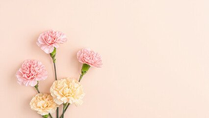Soft pink carnation flowers on pastel background with copy space