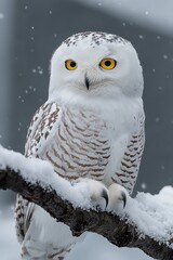 Obraz premium Snowy Owl Perched on Branch in Winter Snow