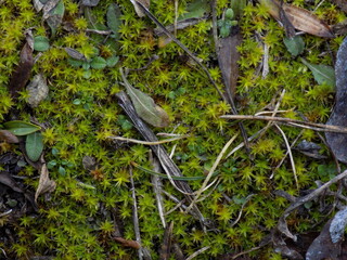 green moss in macro mode