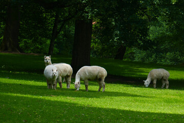 Obraz premium grazing alpacas