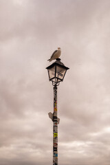 seagull sitting on a lamppost\ Nazare 2025