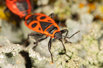 Firebug on lichen