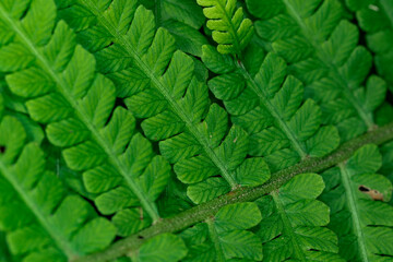 Macro of fern from the forest