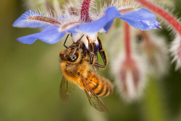 Bee gathering nectar from a blue flower © Kenzo