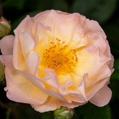 Fototapeta premium Pink rose