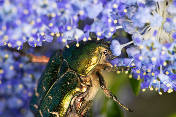 ketone gathering nectar from blue flowers