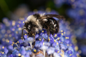 Bee gathering nectar from blue flowers